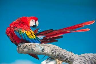 Macaw Computer Wallpaper Desktop Background Id