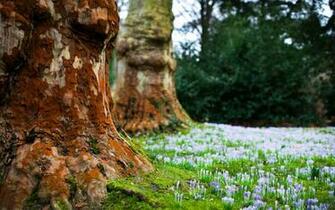 Tree Bark Wallpaper