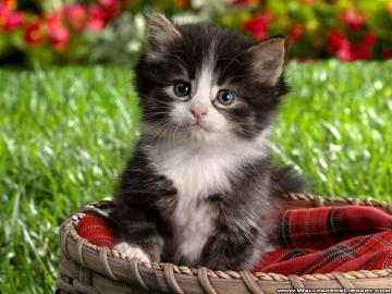 Kittens Image Cute Kitten Wallpaper Photos