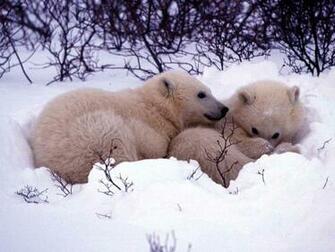Winter Animal Image Wallpaper HD Background Desktop