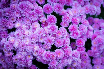 Perfect Desktop Wallpaper Flowers Natural You Can Use It Without A