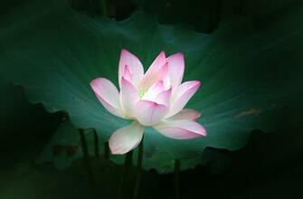 Pink Lotus Flower Wallpaper Pictures Image
