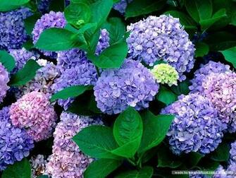 Hydrangea Picture 0ap18036 Wallcoo
