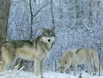 Wolf Wallpaper Desktop HD Jpg