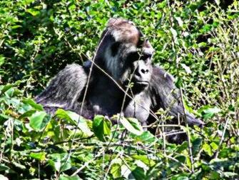 Gorilla Photos Desktop Background Wallpaper