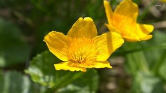 Yellow Anemone Wallpaper