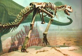 Dinosaur Bones Ecard Postcard Wallpaper