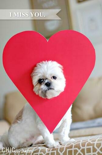 Pooches On Pakington Designer Pet Accessories Art And Wal
