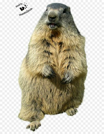 Png Groundhog Day Punxsutawney Desktop Wallpaper