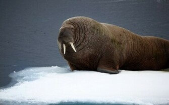 Walrus Wallpaper Background