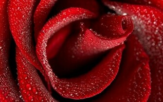 La Imagen Rosa Roja Wallpaper And Stock Photos