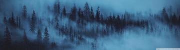 Dark Woods Aesthetic Ultra HD Desktop Background Wallpaper For
