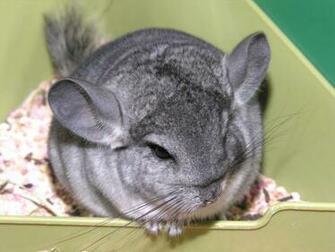 File Chinchilla Lanigera Jpg Wikipedia