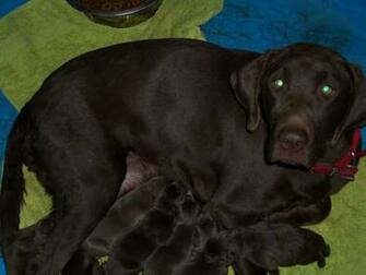 Chocolate Lab Puppy Wallpaper