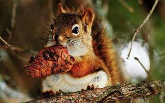 Cute Little Squirrel HD Wallpaper