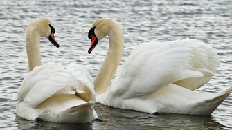 Swans Wallpaper