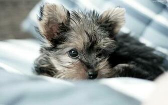 Yorkie Puppies Wallpaper Desktop Dogs