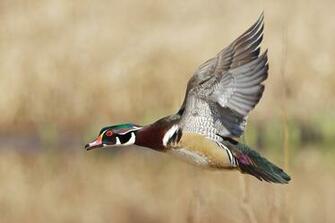 Wood Duck Wallpaper