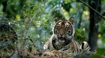 Wallpaper Tiger Big Cat Grass Forest