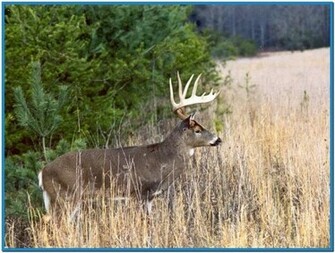 Whitetail Deer Screensavers