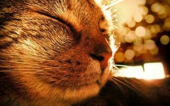 Sleepy Cat Wallpaper Background HD