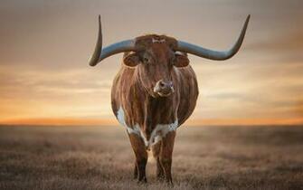 Wallpaper Of Animal Nature Horns Cow Background HD Image