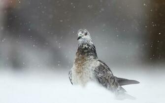 Bird Winter Snow Wallpaper
