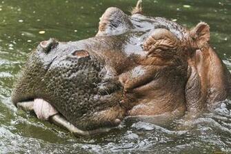 Hippopotamus Wallpaper