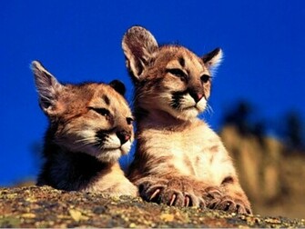 Cat Wallpaper Big Cats