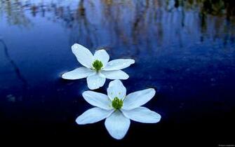 Wallpaper Robmar Windows Flowers Resbox Aquatic
