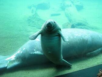Pc Manatee Wallpaper In Best Collection