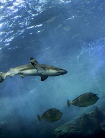 Reef Shark Wallpaper For Amazon Kindle Fire HD