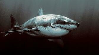 Great White Shark HD Wallpaper
