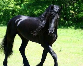 Spunky Friesian Wallpaper