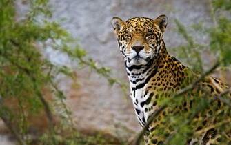 Jaguar Computer Wallpaper Desktop Background Id