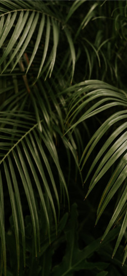 Palm Leaves iPhone Wallpaper
