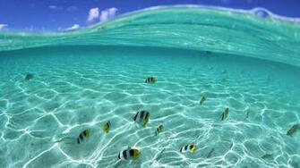Onderwater Wallpaper Met Vissen HD