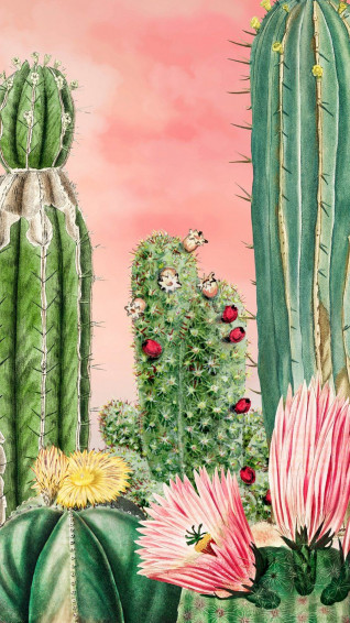Cactus iPhone Wallpaper