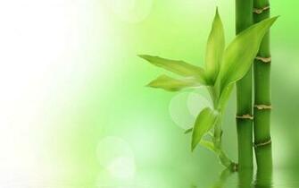 Green Bamboo Wallpaper Stock Photos
