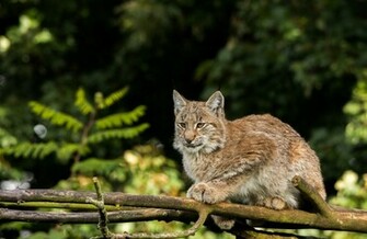 Lynx Wallpaper