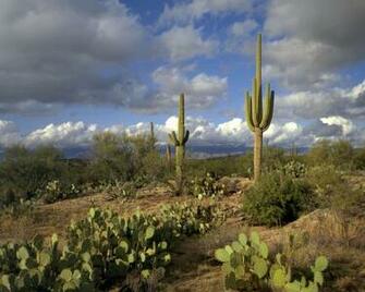 Saguaro Park Desktop Pc And Mac Wallpaper