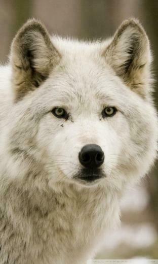 Wolf HD Wallpaper Android Apps On Google Play