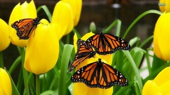 Monarch Butterflies Wallpaper Desktop Butterfly