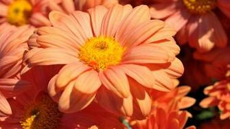 Mooie Chrysant Bloemen Wallpaper X Achtergrond