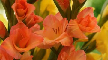 Gladiolus 4k Ultra HD Wallpaper Background Image