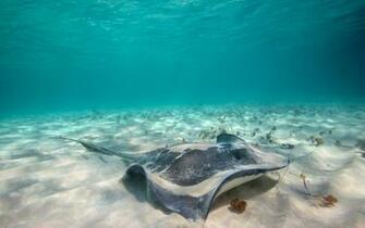 Stingray Play On Sand Wallpaper Themes