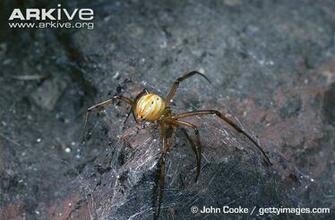 Black Widow Spider Facts Wallpaper Pictures