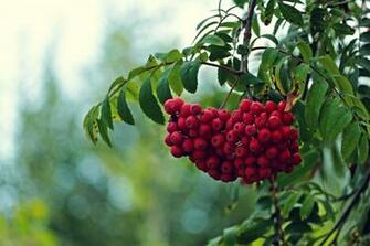 Branches Leaves Fruit Red Rowan Berry Berries Bokeh Macro F Wallpaper