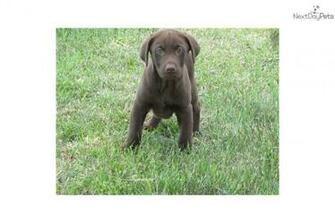 Chocolate Labrador Retriever Puppies HD Wallpaper