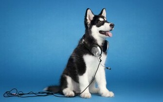 Animal Husky Wallpaper